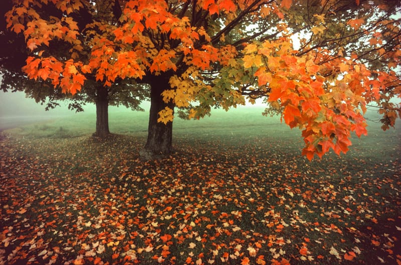 Artful Trees 4